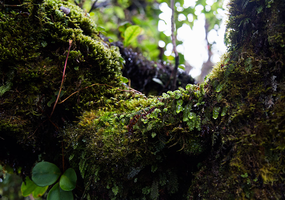Fabian Fröhlich, Cameron Highlands, Gunung Brinchang, Mossy Forest