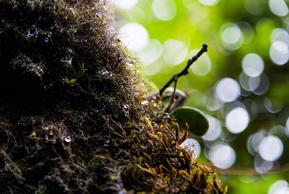 Fabian Fröhlich, Cameron Highlands, Gunung Brinchang, Mossy Forest