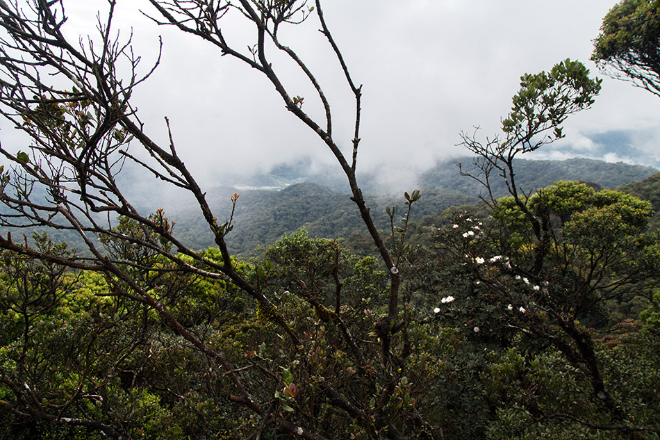 Fabian Fröhlich, Cameron Highlands, Gunung Brinchang, Mossy Forest