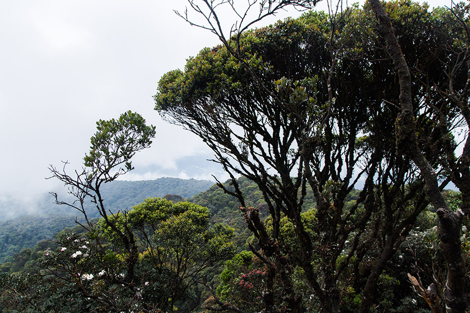 Fabian Fröhlich, Cameron Highlands, Gunung Brinchang, Mossy Forest