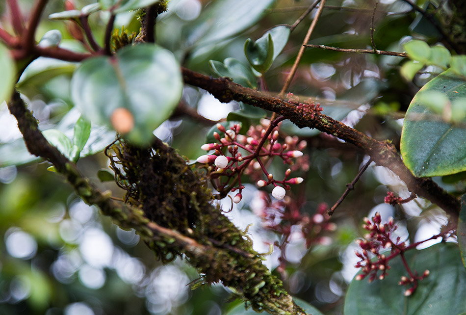 Fabian Fröhlich, Cameron Highlands, Gunung Brinchang, Mossy Forest