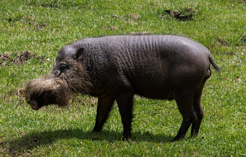Fabian Fröhlich, Borneo, Bako National Park, Bornean bearded pig