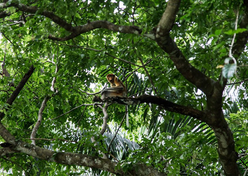 Fabian Fröhlich, Borneo, Bako National Park, Proboscis monkey