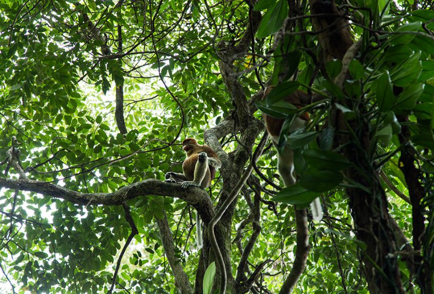 Fabian Fröhlich, Borneo, Bako National Park, Proboscis monkey