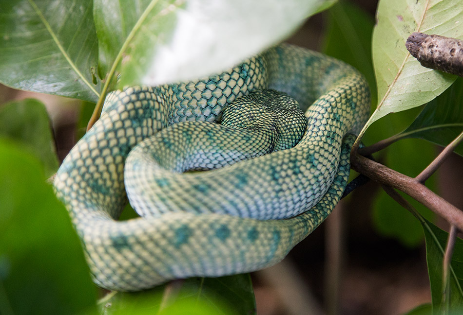 Fabian Fröhlich, Borneo, Bako National Park, Wagler's pit viper