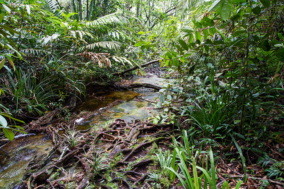 Fabian Fröhlich, Borneo, Bako National Park, Telok Delima Trail