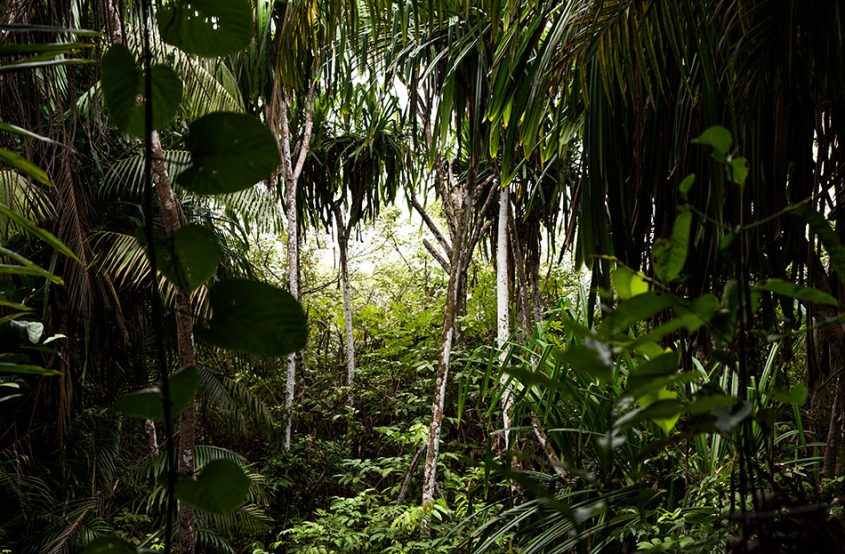 Fabian Fröhlich, Borneo, Bako National Park, Telok Pandan Kecil Trail