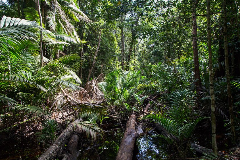 Fabian Fröhlich, Borneo, Bako National Park, Ula Assam Trail