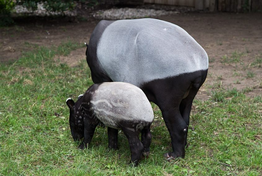 Fabian Fröhlich, Zoo Prague, Schabrackentapire Morse und Indah