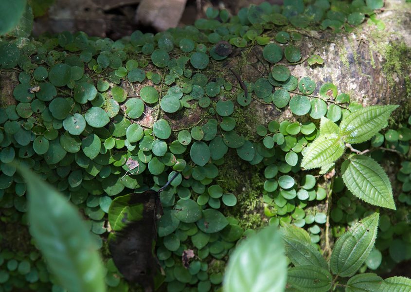 Ula Muda Forest Reserve, Earth Lodge Malaysia, Rainforest
