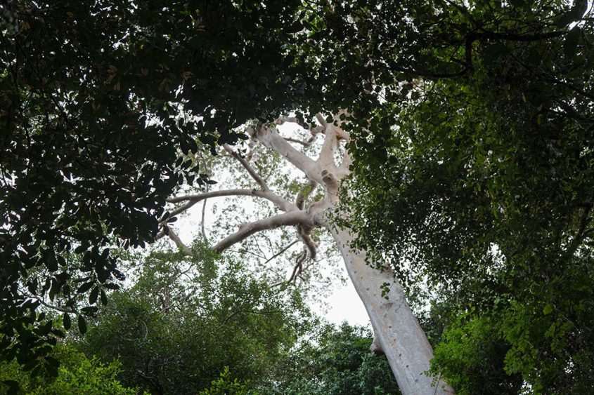 Ula Muda Forest Reserve, Earth Lodge Malaysia, Tualang Tree