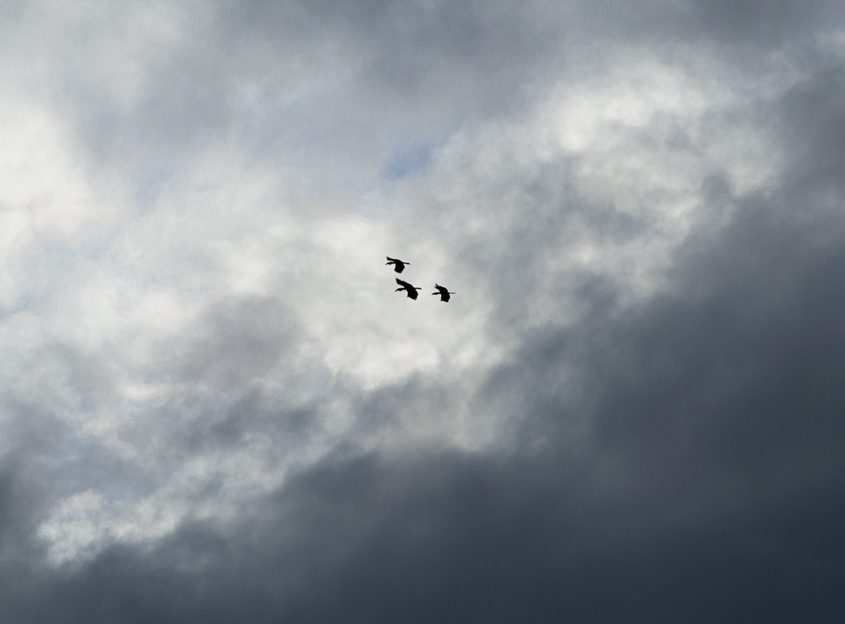 Ula Muda Forest Reserve, Earth Lodge Malaysia, Plain-pouched Hornbills