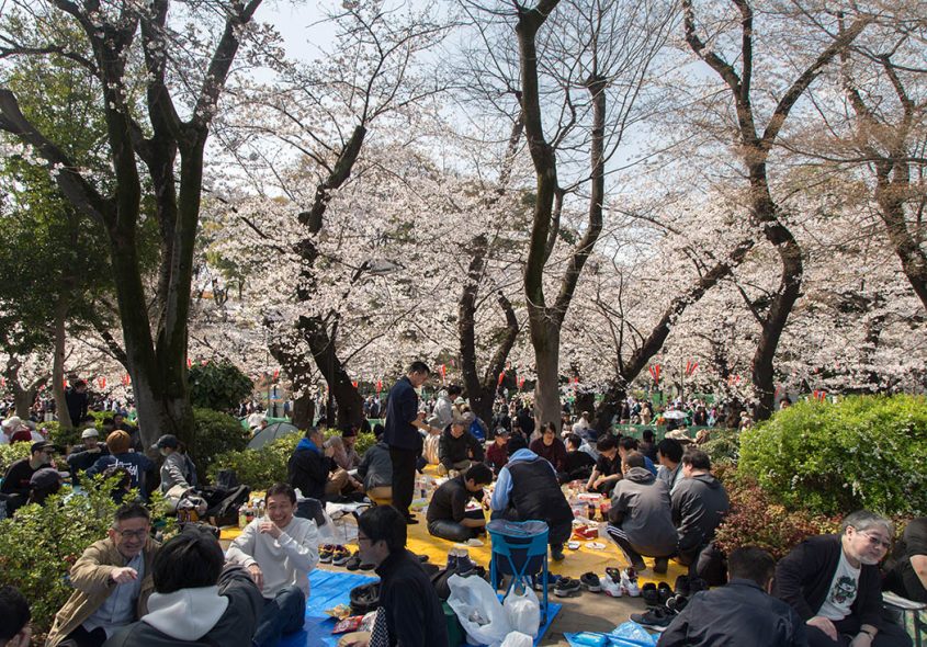 Tokyo, Hanami, Ueno Park, Cherry Blossom Festival