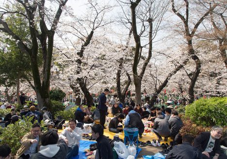 Tokyo, Ueno Park, Cherry Blossom Festival